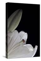 White Lilies III-Monika Burkhart-Stretched Canvas