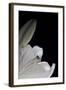 White Lilies III-Monika Burkhart-Framed Photographic Print