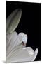 White Lilies III-Monika Burkhart-Mounted Photographic Print