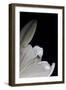 White Lilies III-Monika Burkhart-Framed Photographic Print