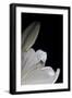 White Lilies III-Monika Burkhart-Framed Photographic Print