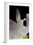 White Lilies IV-Monika Burkhart-Framed Photographic Print