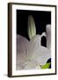 White Lilies IV-Monika Burkhart-Framed Photographic Print