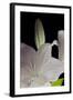 White Lilies IV-Monika Burkhart-Framed Photographic Print