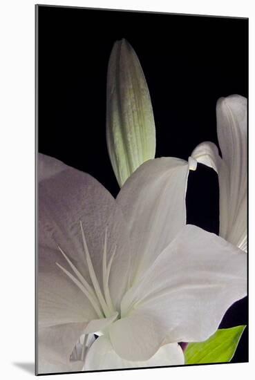 White Lilies IV-Monika Burkhart-Mounted Photographic Print