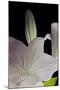 White Lilies IV-Monika Burkhart-Mounted Photographic Print