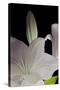 White Lilies IV-Monika Burkhart-Stretched Canvas