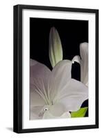 White Lilies IV-Monika Burkhart-Framed Photographic Print