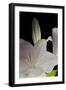 White Lilies IV-Monika Burkhart-Framed Photographic Print