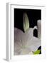 White Lilies IV-Monika Burkhart-Framed Photographic Print