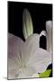 White Lilies IV-Monika Burkhart-Mounted Photographic Print