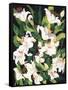 White Lilies-Mary Russel-Framed Stretched Canvas