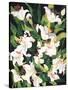 White Lilies-Mary Russel-Stretched Canvas