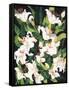 White Lilies-Mary Russel-Framed Stretched Canvas