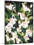 White Lilies-Mary Russel-Mounted Giclee Print