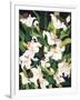 White Lilies-Mary Russel-Framed Giclee Print