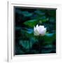 White Lily, 2021, (digital)-Scott J. Davis-Framed Giclee Print