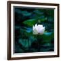 White Lily, 2021, (digital)-Scott J. Davis-Framed Giclee Print