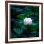 White Lily, 2021, (digital)-Scott J. Davis-Framed Giclee Print