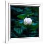 White Lily, 2021, (digital)-Scott J. Davis-Framed Giclee Print