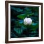 White Lily, 2021, (digital)-Scott J. Davis-Framed Giclee Print