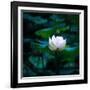 White Lily, 2021, (digital)-Scott J. Davis-Framed Giclee Print