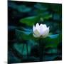 White Lily, 2021, (digital)-Scott J. Davis-Mounted Giclee Print