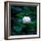 White Lily, 2021, (digital)-Scott J. Davis-Framed Giclee Print