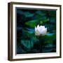 White Lily, 2021, (digital)-Scott J. Davis-Framed Giclee Print