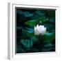 White Lily, 2021, (digital)-Scott J. Davis-Framed Giclee Print
