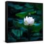 White Lily, 2021, (digital)-Scott J. Davis-Framed Stretched Canvas