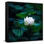 White Lily, 2021, (digital)-Scott J. Davis-Framed Stretched Canvas