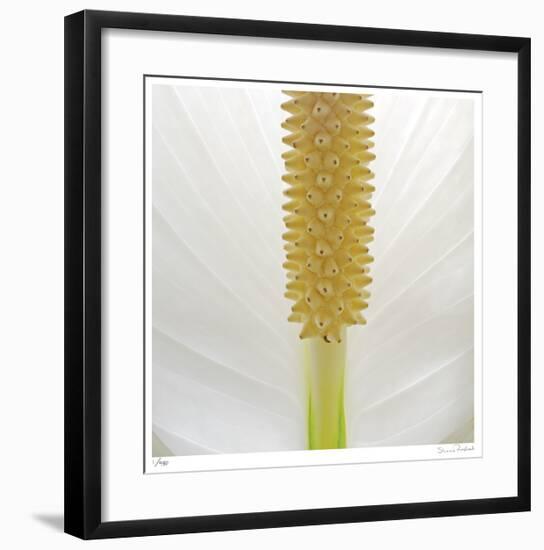 White Lily Abstract No 33-Shams Rasheed-Framed Giclee Print