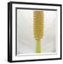 White Lily Abstract No 33-Shams Rasheed-Framed Giclee Print