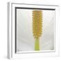 White Lily Abstract No 33-Shams Rasheed-Framed Giclee Print