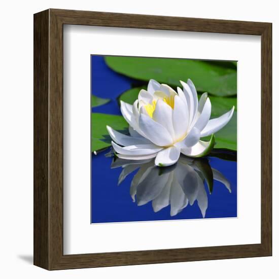 White Lily & Green Pond Leaves-null-Framed Art Print