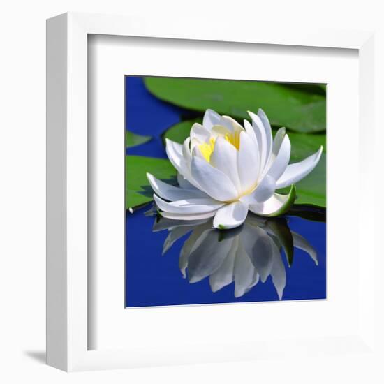 White Lily & Green Pond Leaves-null-Framed Art Print
