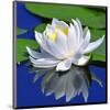 White Lily & Green Pond Leaves-null-Mounted Art Print