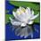 White Lily & Green Pond Leaves-null-Mounted Art Print