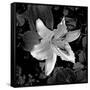 White Lily I-Rita Crane-Framed Stretched Canvas