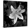 White Lily I-Rita Crane-Stretched Canvas
