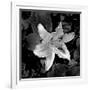 White Lily I-Rita Crane-Framed Photographic Print