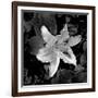 White Lily I-Rita Crane-Framed Photographic Print