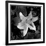 White Lily I-Rita Crane-Framed Photographic Print