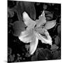 White Lily I-Rita Crane-Mounted Photographic Print