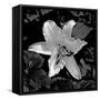 White Lily II-Rita Crane-Framed Stretched Canvas