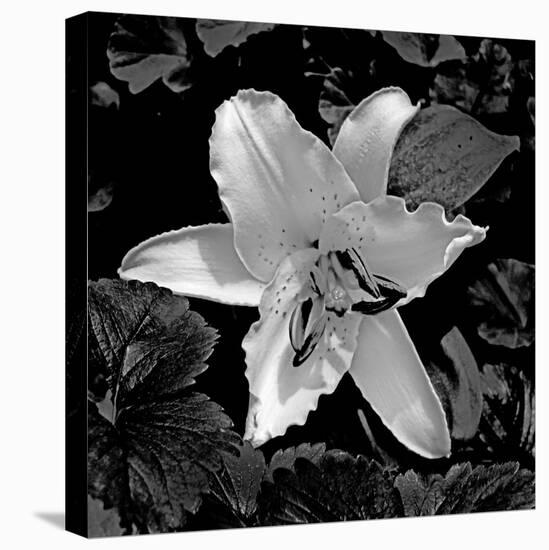 White Lily II-Rita Crane-Stretched Canvas