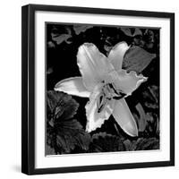 White Lily II-Rita Crane-Framed Photographic Print