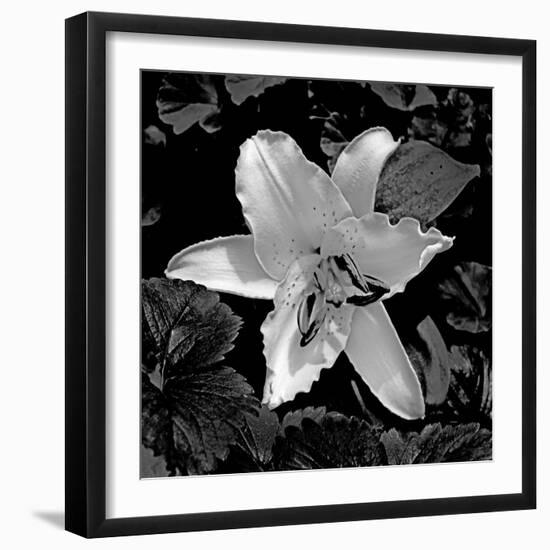 White Lily II-Rita Crane-Framed Photographic Print