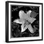 White Lily II-Rita Crane-Framed Photographic Print
